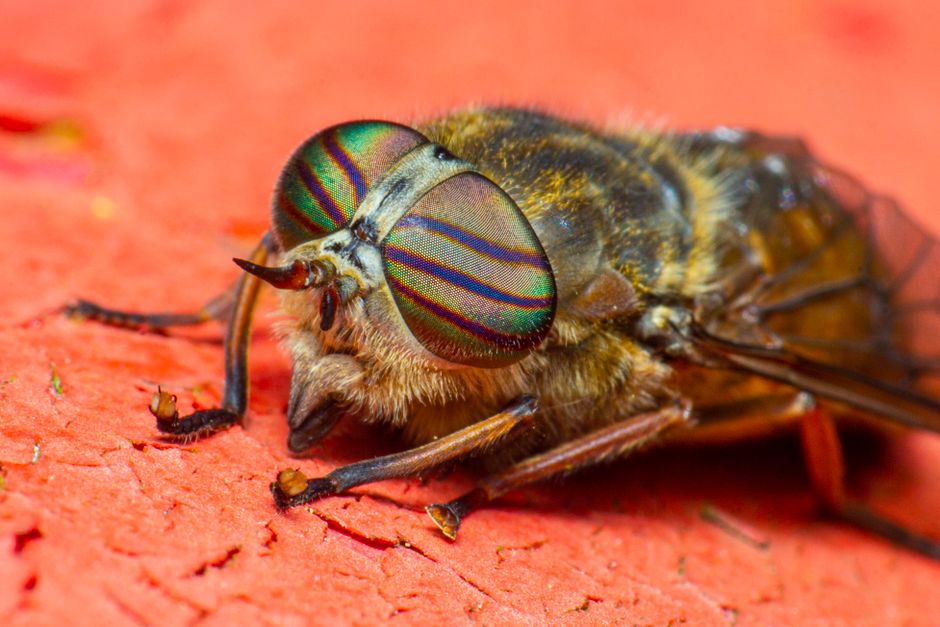 Close-up macro photography of a horsefly showcasing its vibrant compound eyes.