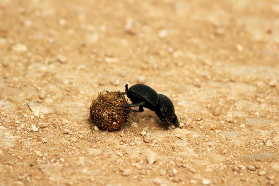 Close-up of a dung beetle rolling a ball across a sandy surface, showcasing nature's recycling process.