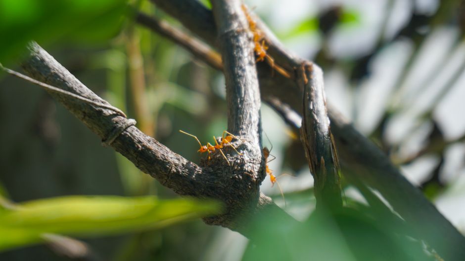 Detailed view of red ants working on a tree branch in nature.