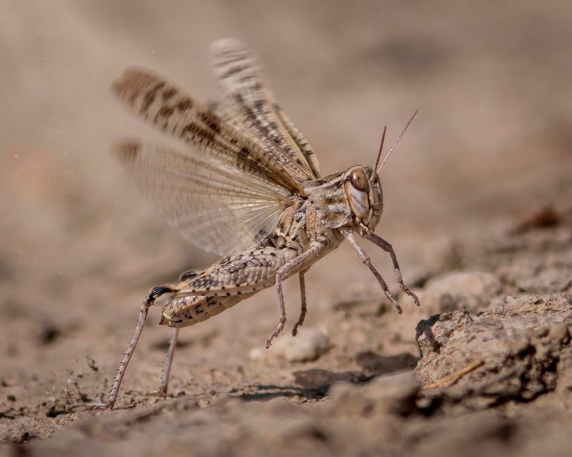 Detailed macro shot of a desert locust with wings spread in a sandy environment.